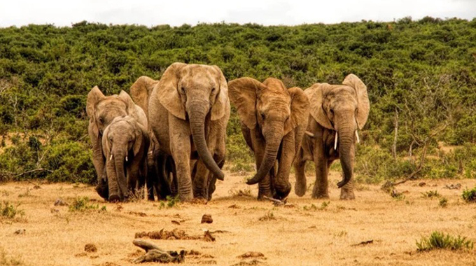 IUCN Red List deals fresh blow to ivory trade push
