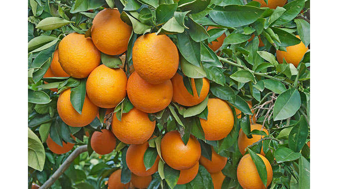 Schweppes’ Beitbridge Juicing Company transforms Beitbridge