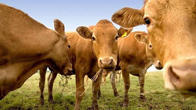 UK identifies case of ‘mad cow’ disease