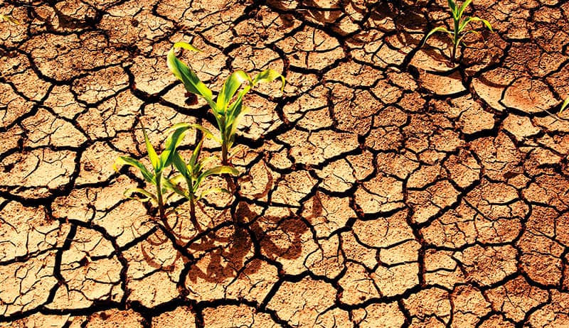 Area-yield index model can boost agric insurance uptake