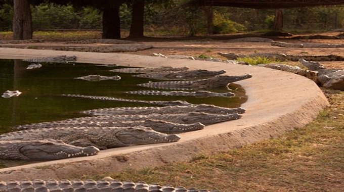 Zim benefits from crocodile ranching schemes