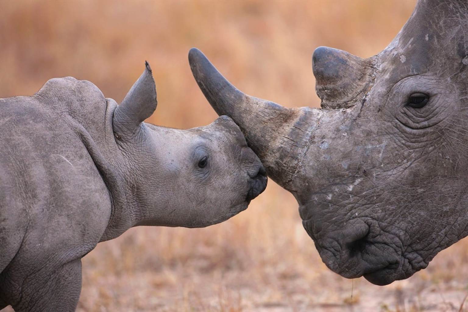S. Africa partners US to combat illegal wildlife trade