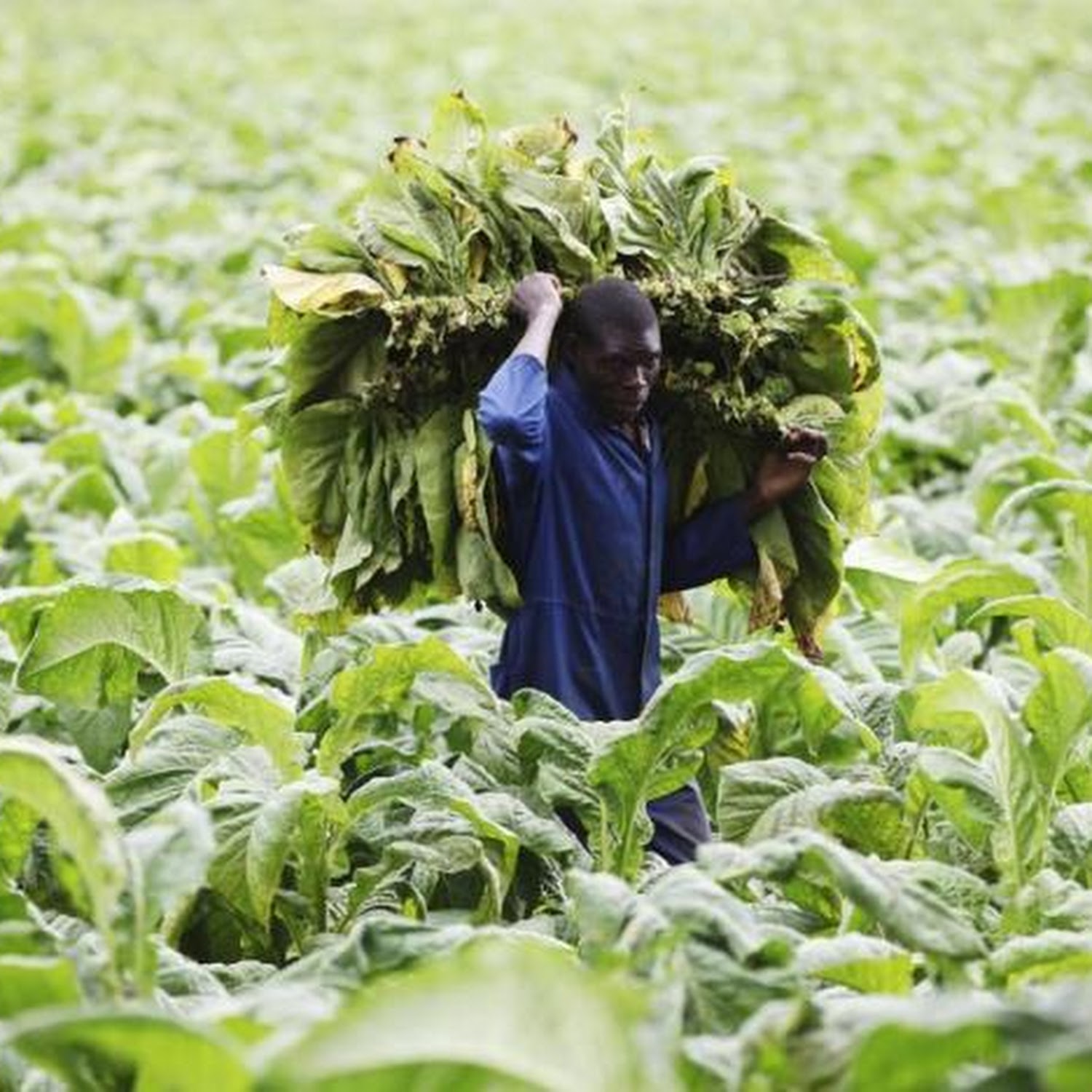 Tobacco marketing season brings relief to economy