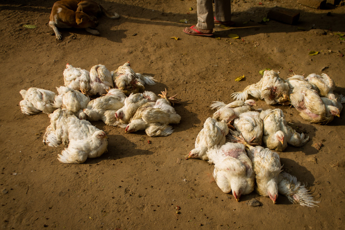 Super-infectious bird flu strain emerges in Mpumalanga