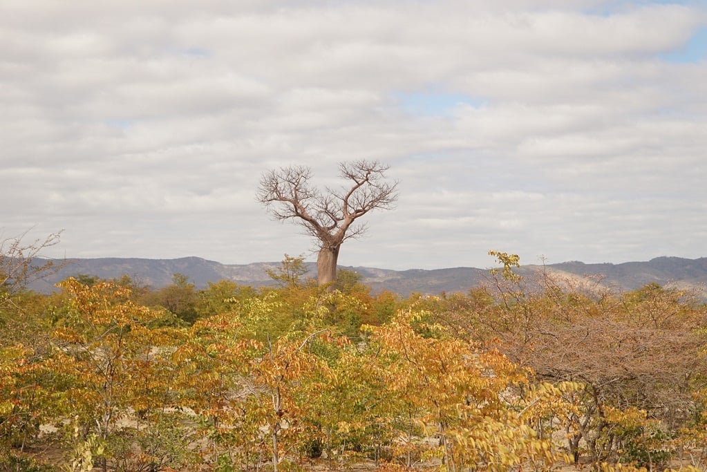 Kariba carbon credit project in corruption storm