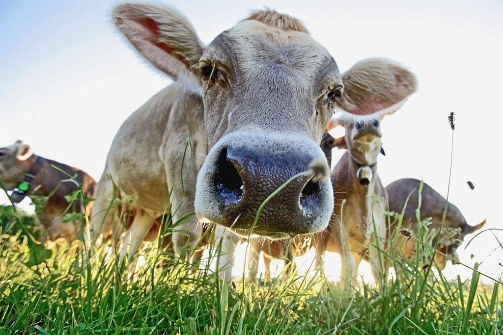 SA cattle may soon eat seaweed to help cut their climate-changing farts