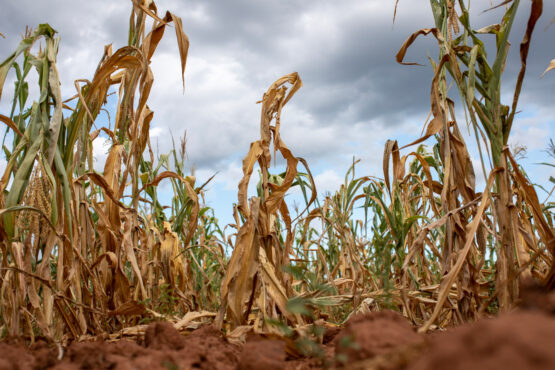 Editorial Comment: Preparing for an El Nino a smart move