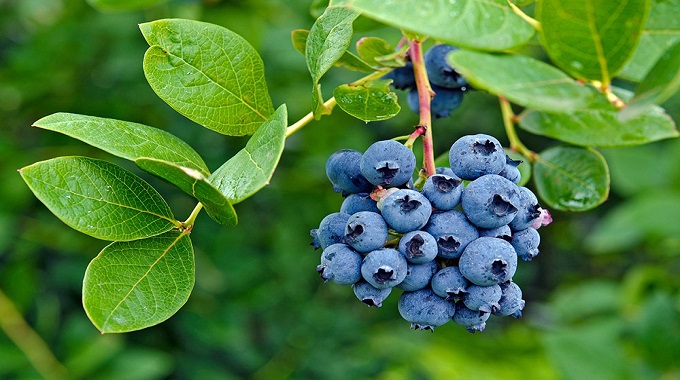 Berries 10 months exports surge 23pc