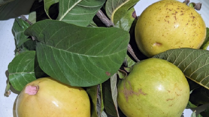 Using guava tea to fight colds, flu