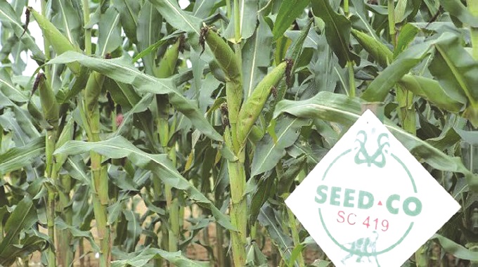 El Niño-induced drought impacts Seed Co Ltd sales volumes