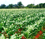 Families benefit from Presidential inputs scheme