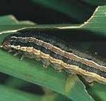 US$60 000 for armyworm management training