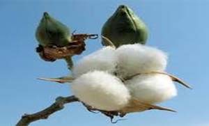 Firming lint price boon for cotton growers