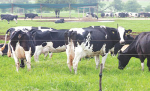 ‘Empower dairy farmers to boost milk production’