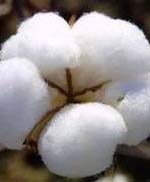 Government hails new producer price