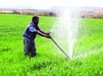 Agric sector needs US$800m