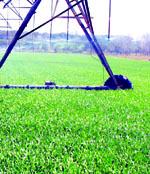 US$10m set aside for winter wheat