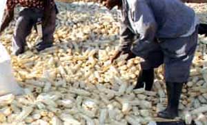Agric stakeholders hit out at Commodity Exchange