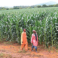 Maize demand outstrips supply