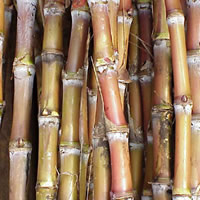 Sugar production set to increase