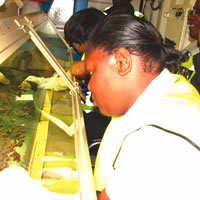 Firm awaits nod to export diamonds