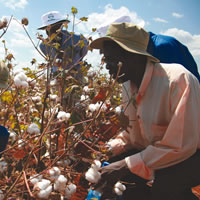 Cotton lint price set
