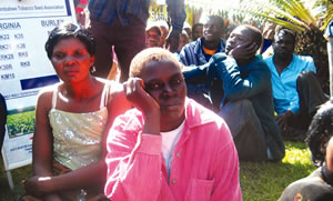 Chaos at tobacco auction floors