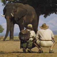 Zim rangers released