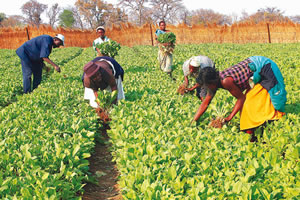 63 733 tobacco growers register for next season