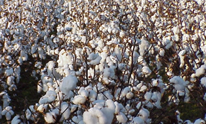 Low cotton output projected
