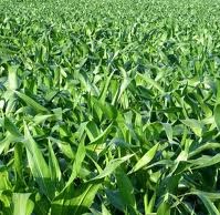 Plans to revive US$5m winter maize project abandoned