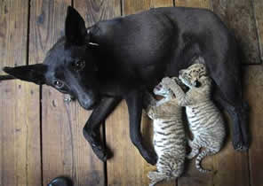 Dog nursing two ‘ligers’