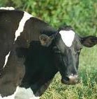 Dairy farmers association sets up revolving fund