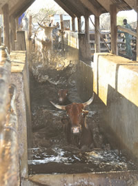 Pay dipping levies, farmers told