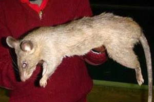 Man nabbed for killing $20 pet rat