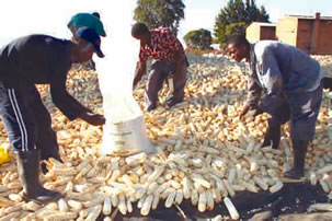 Grain budgeting vital for farmers