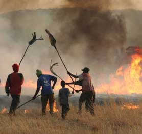 Veld fires destroy 5 000ha