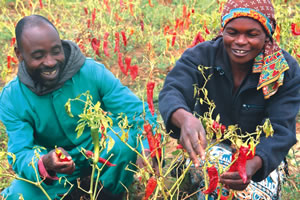 Helping farmers to access agricultural inputs, markets