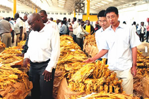 99,174 farmers register to grow tobacco