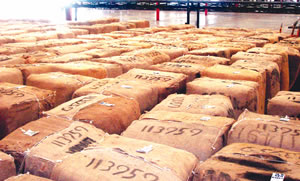Burley growers stranded at auction floors