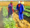Government should help resuscitate Arda estates