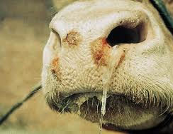Zim, Botswana team up to fight foot and mouth disease