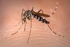 Malaria reports in cities investigated
