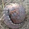 2 men arrested for possessing pangolin
