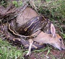 Cops, villagers capture 8 pythons