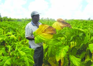 Tobacco growing is livelihood for nations