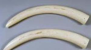 Police bust suspected poaching syndicate