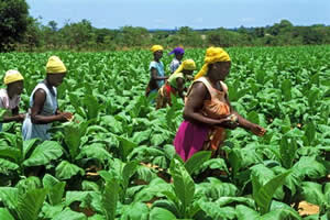 Small-scale farmers lauded for driving tobacco production