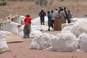 cotton growers challenges merchants to increase prices