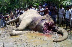 President renews pledge to protect elephant herd